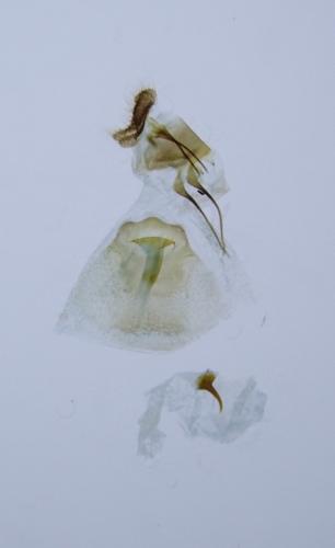 Réf. 319 133 : Dichrorampha plumbana